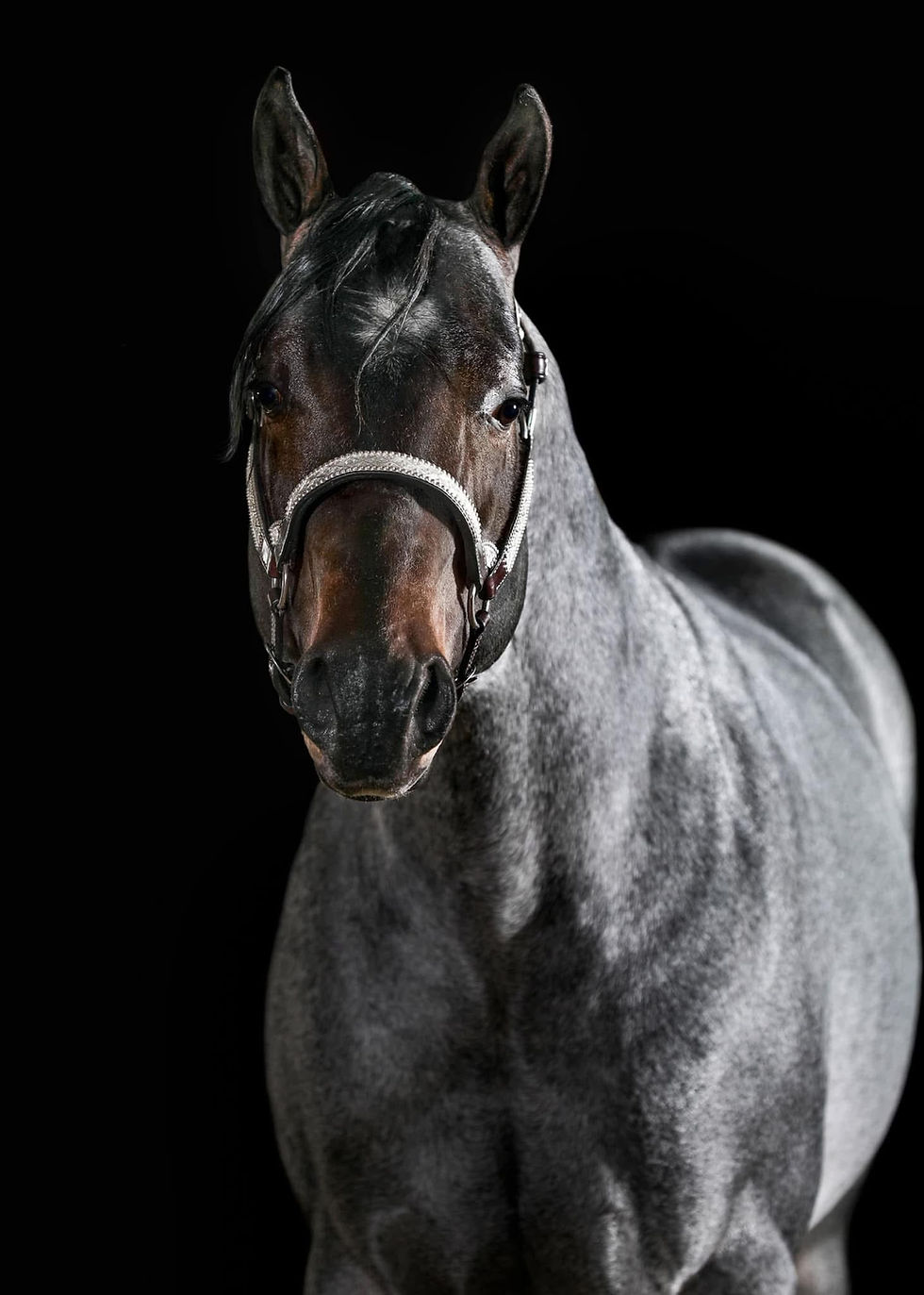 Thumbnail: Ment To Be AQHA