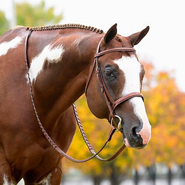 Shop R2R Stallions | Roan To Riches