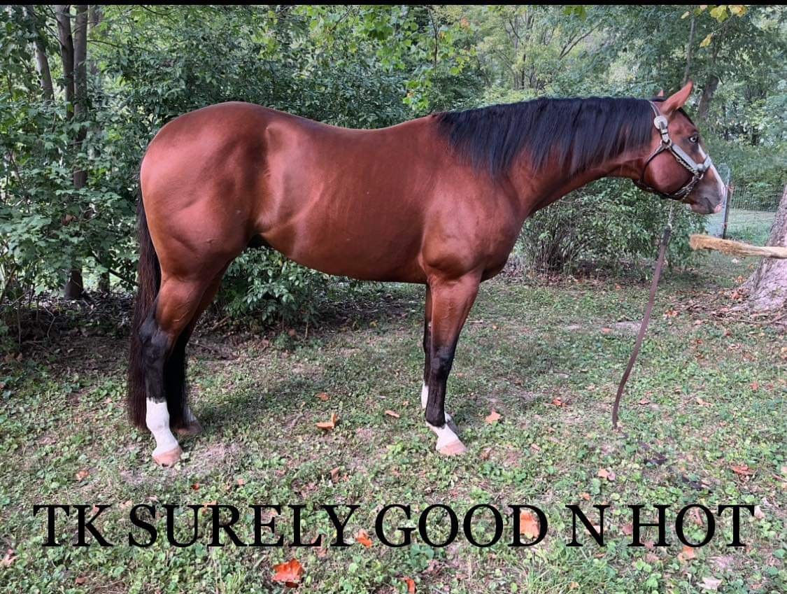 TK Surely Good N Hot AQHA/APHA