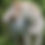 Thumbnail: The Good One APHA