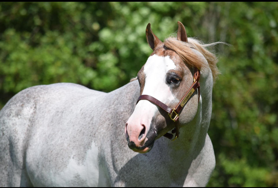 Thumbnail: The Good One APHA