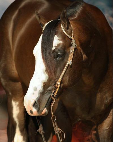 Original Cowboy AQHA/APHA | Roan To Riches