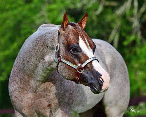 Sudden On The Rocks AQHA/APHA | Roan To Riches
