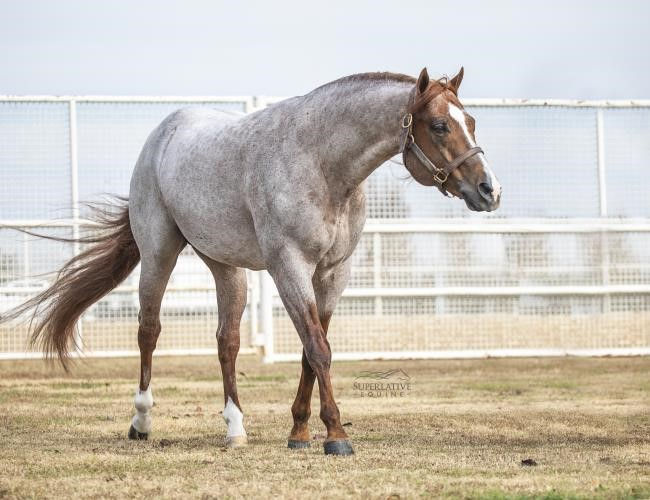 Thumbnail: VS Code Red AQHA