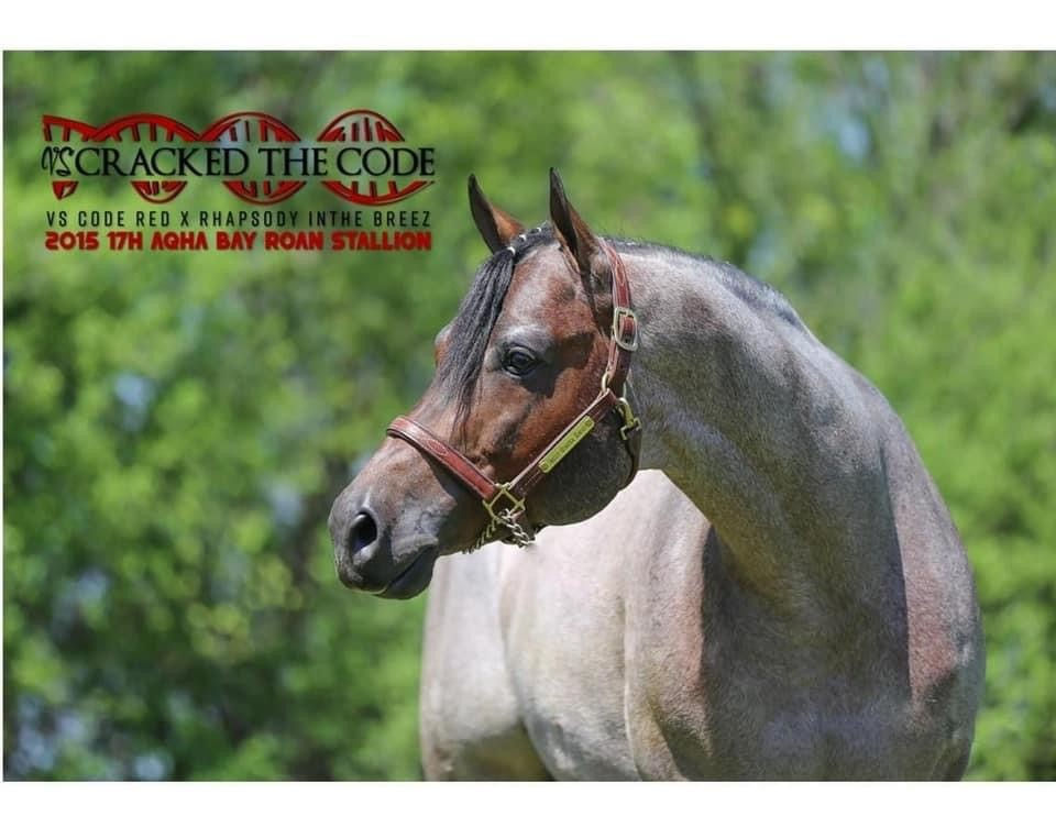 Shop R2R Stallions | Roan To Riches