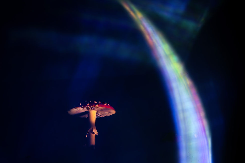 Fliegenpilz