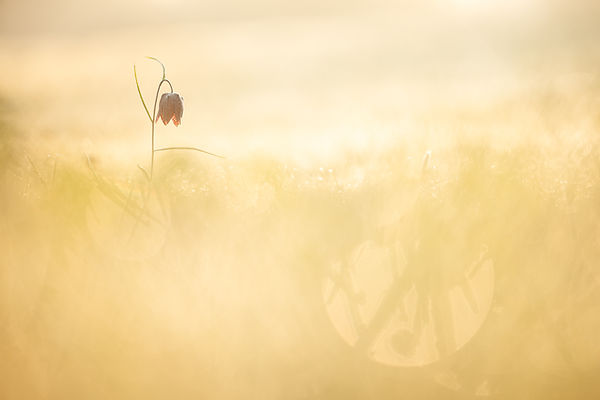 Schachbrettblume_Rhoen