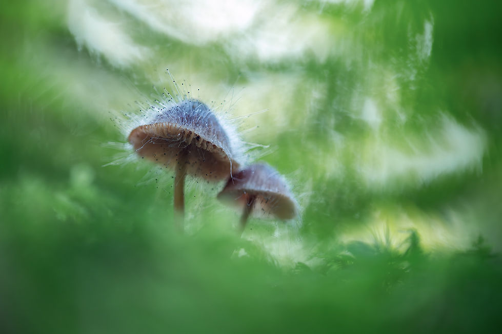 Pilze