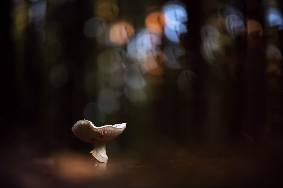 Pilz
