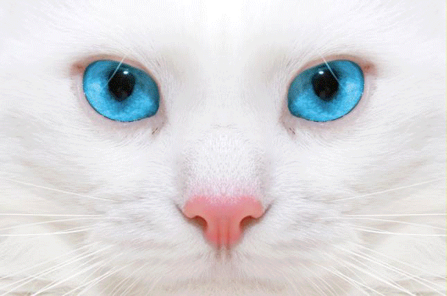 Ojos(2).gif