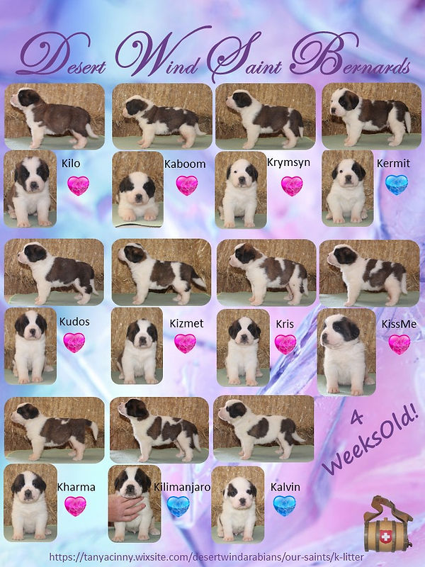 K Litter Puppy Page 4 Weeks.jpg