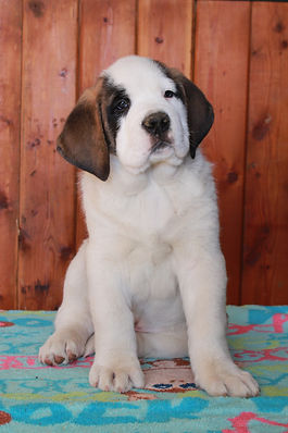 Essence - 8 Weeks (1).JPG
