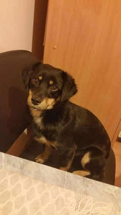 Tedi