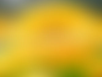 カレンデュラとは?肌への10のメリット