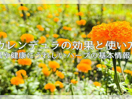 カレンデュラ畑
