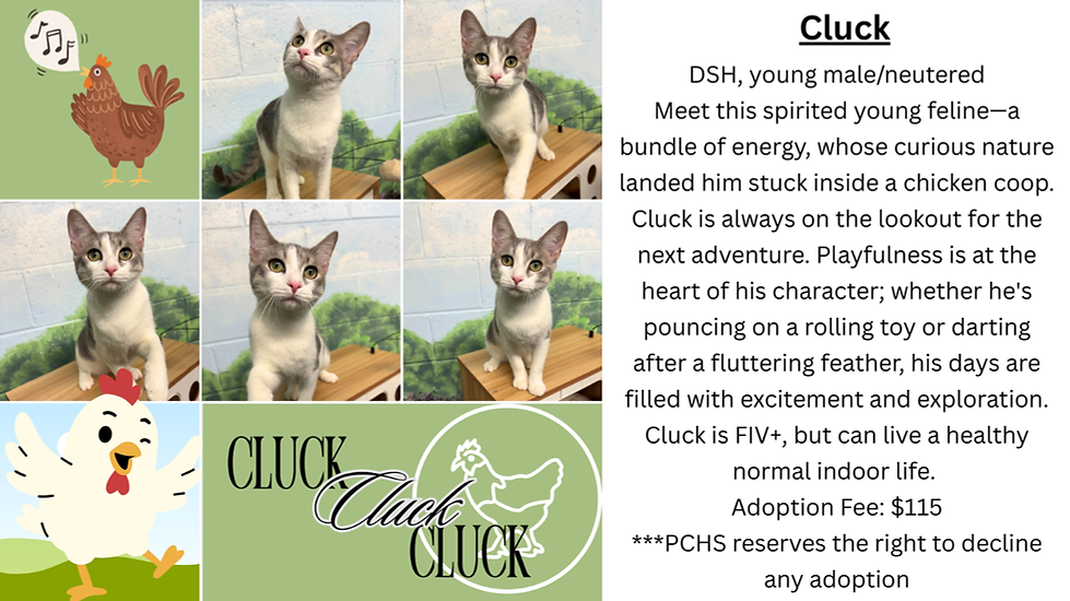 Cluck website updated (1).png