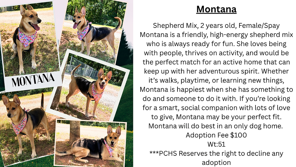 Montana Website (1).png