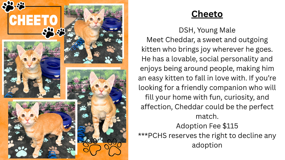 Cheeto Website.png