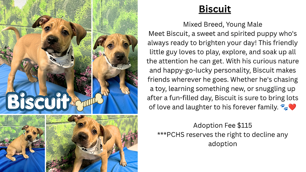 Biscuit Website.png