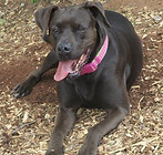 roxie3.jpg