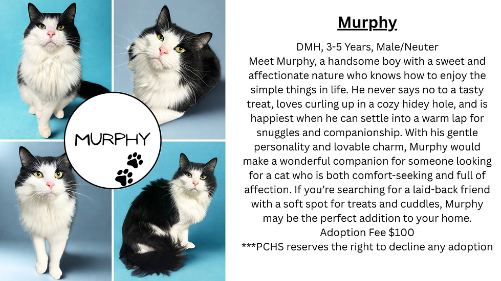 murphy Wesbite.png