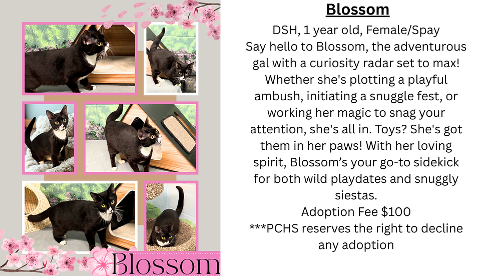 Blossom website.png