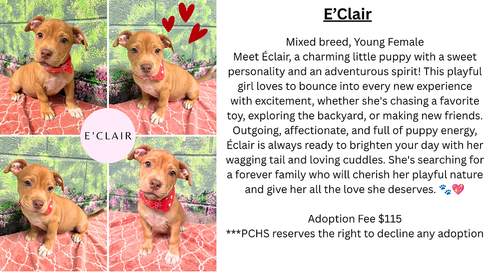 E'Clair Website.png