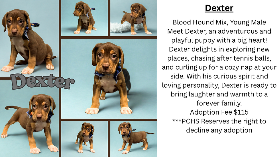 Dexter website.png