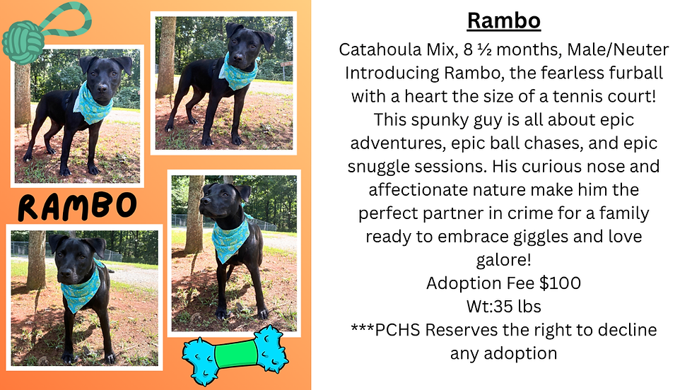rambo Website update.png