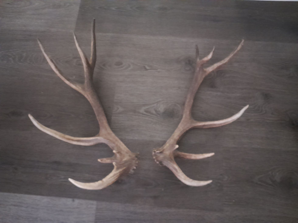 Thumbnail: Aussie Deer Antlers - Antler Sets