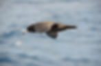 shearwater in flight.jpg