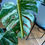 Imej kecil: Monstera Albo (7 leaves)