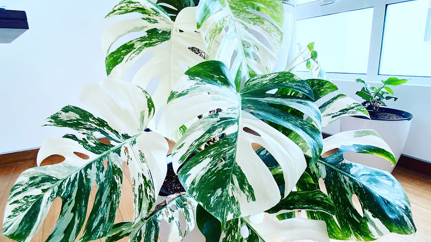 Monstera Hut Monstera Albo1_edited.jpg
