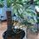 Imej kecil: Monstera Albo (7 leaves)