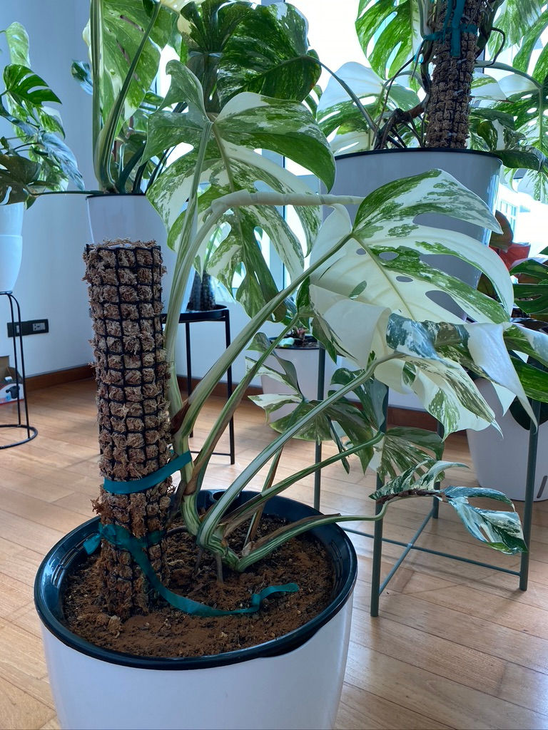 Imej kecil: Monstera Albo (7 leaves)