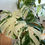 Imej kecil: Monstera Albo (7 leaves)