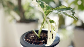 Monstera Adansonii - Chapter 2, Repotting into Self-watering Pot