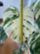 Thumbnail: Monstera Albo (7 leaves)