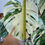 Imej kecil: Monstera Albo (7 leaves)