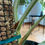 Imej kecil: Monstera Albo (7 leaves)