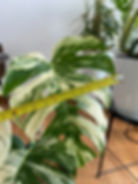 Thumbnail: Monstera Albo (7 leaves)