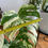 Imej kecil: Monstera Albo (7 leaves)