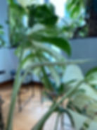 Thumbnail: Monstera Albo (7 leaves)