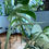 Imej kecil: Monstera Albo (7 leaves)