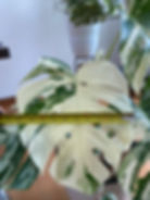 Thumbnail: Monstera Albo (7 leaves)