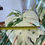 Imej kecil: Monstera Albo (7 leaves)