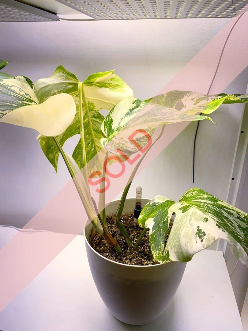 Monstera Albo (5 leaves) A