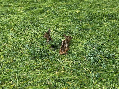 Die Kitzrettung auf Hochtouren unterwegs! 🦌