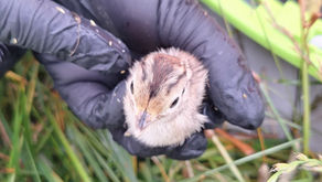 Artenvielfalt auf den Flächen! 🦆🌱🦔