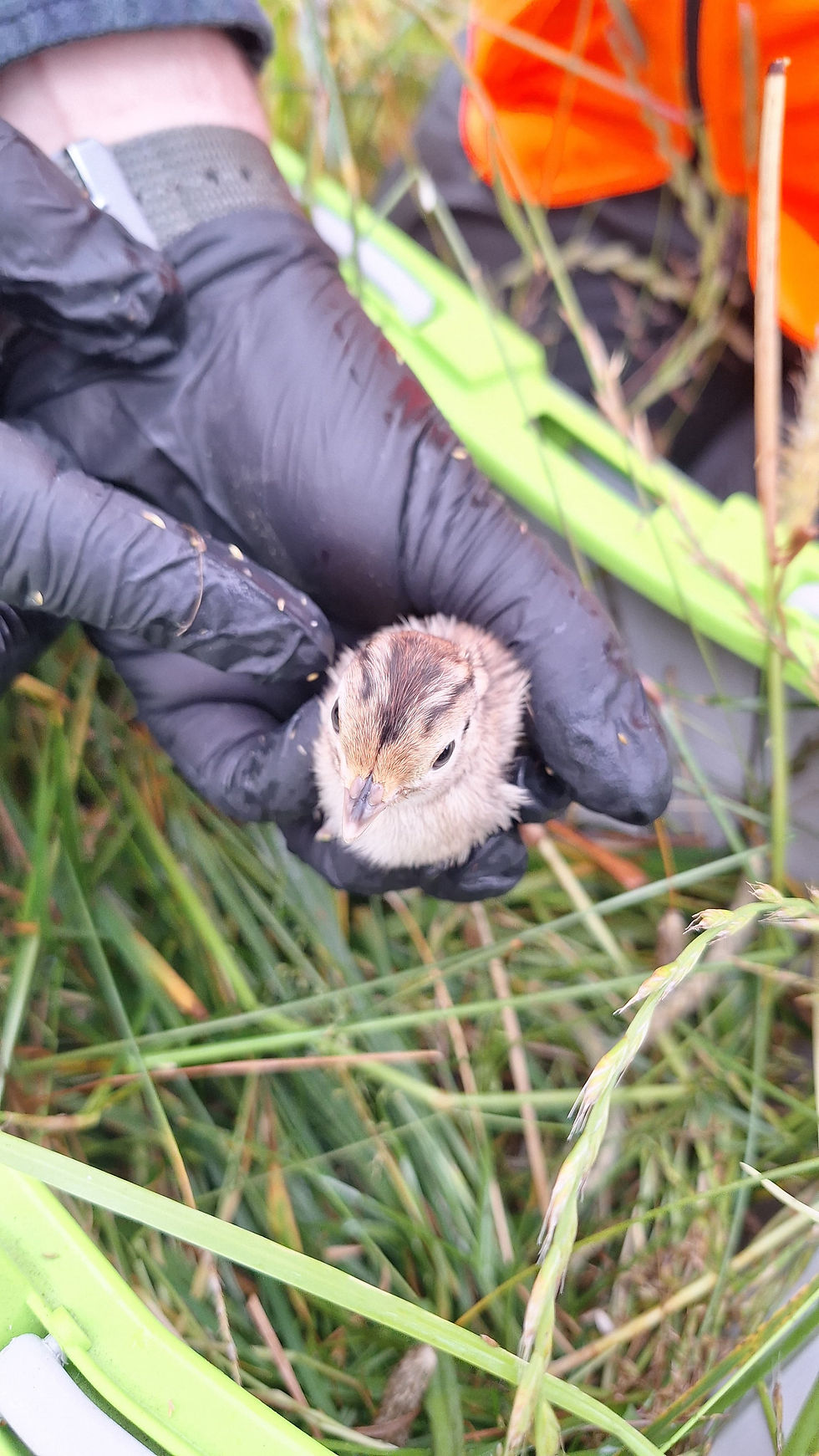 Artenvielfalt auf den Flächen! 🦆🌱🦔